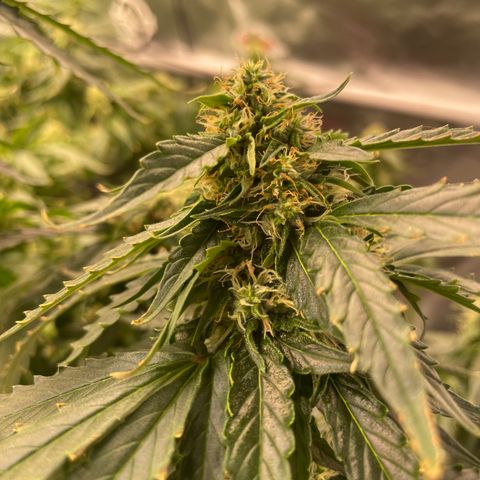 Black Domina  growlog timeline photo