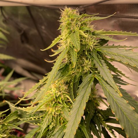Black Domina  growlog timeline photo