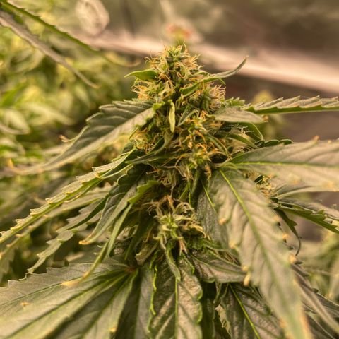 Black Domina  growlog timeline photo
