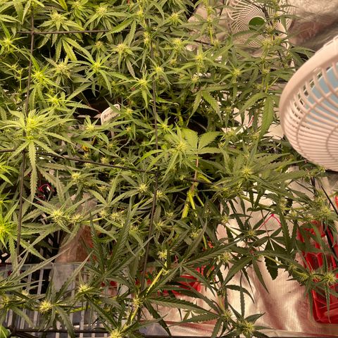  Bruce Banner #1 growlog timeline photo