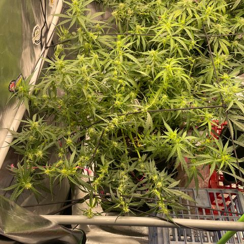 Auto Psychedelic growlog timeline photo