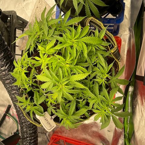 Gelato #2 growlog timeline photo