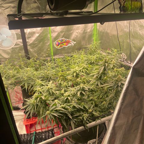 Black Domina  growlog timeline photo