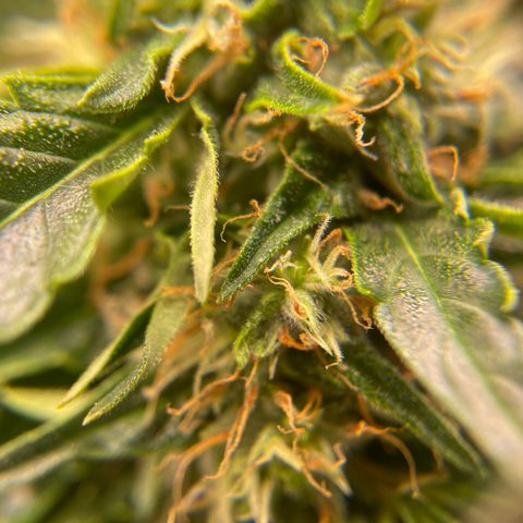 Black Domina  growlog timeline photo