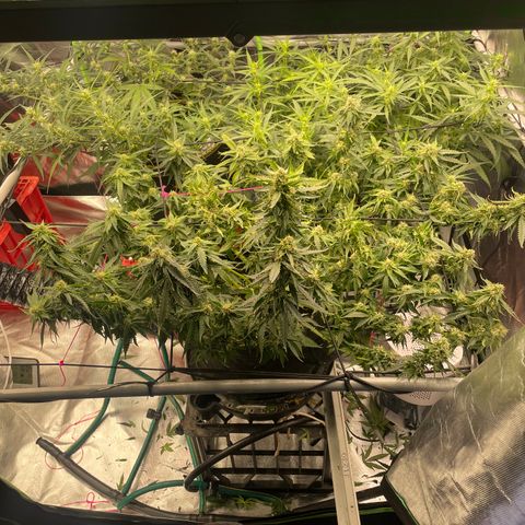 Black Domina  growlog timeline photo