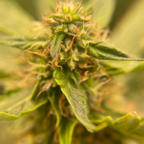 Black Domina  growlog timeline photo
