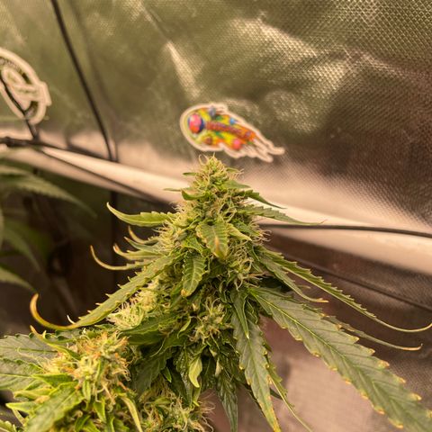 Black Domina  growlog timeline photo