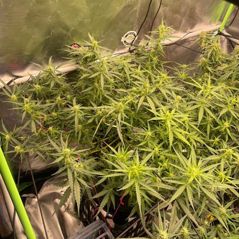 Auto Psychedelic growlog timeline photo
