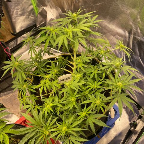 Gelato #1 growlog timeline photo