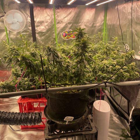 Black Domina  growlog timeline photo