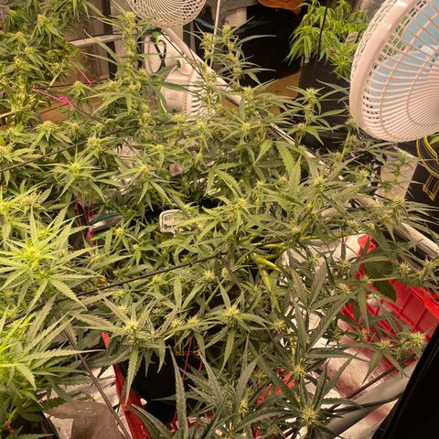  Bruce Banner #1 growlog timeline photo