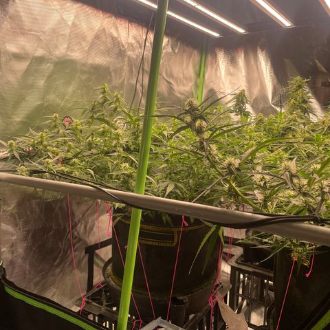  Bruce Banner #1 growlog timeline photo