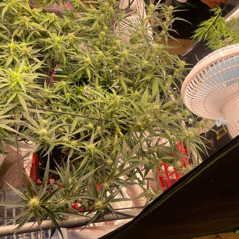  Bruce Banner #1 growlog timeline photo