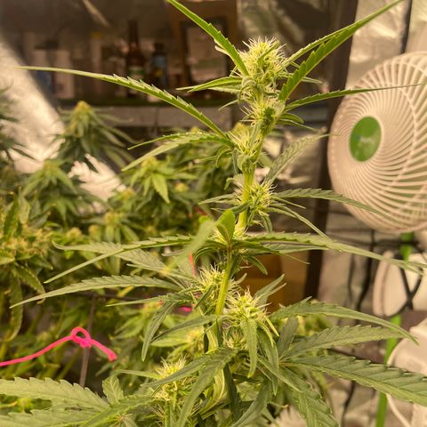  Bruce Banner #1 growlog timeline photo