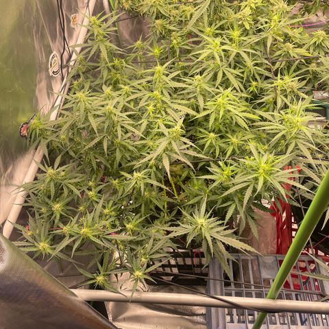 Auto Psychedelic growlog timeline photo