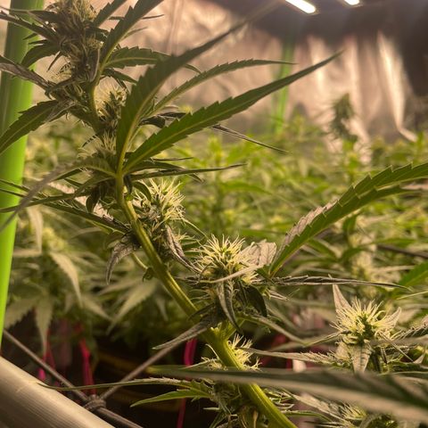  Bruce Banner #1 growlog timeline photo