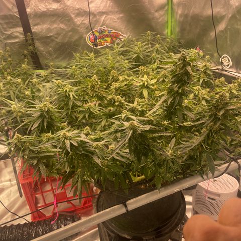 Black Domina  growlog timeline photo