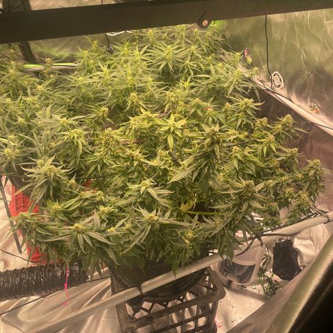 Black Domina  growlog timeline photo