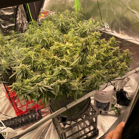 Black Domina  growlog timeline photo