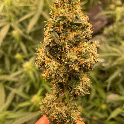 Black Domina  growlog timeline photo