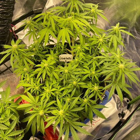Gelato #1 growlog timeline photo