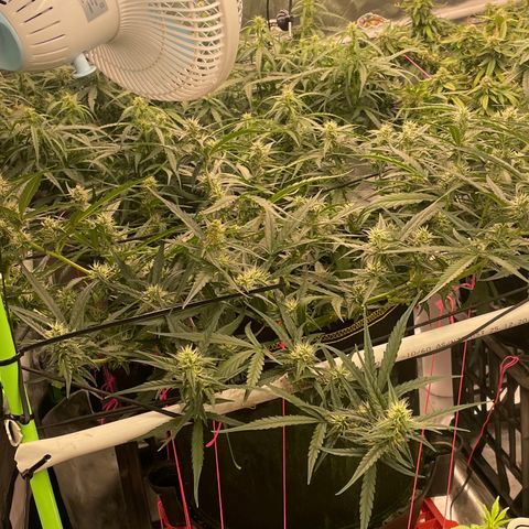  Bruce Banner #1 growlog timeline photo