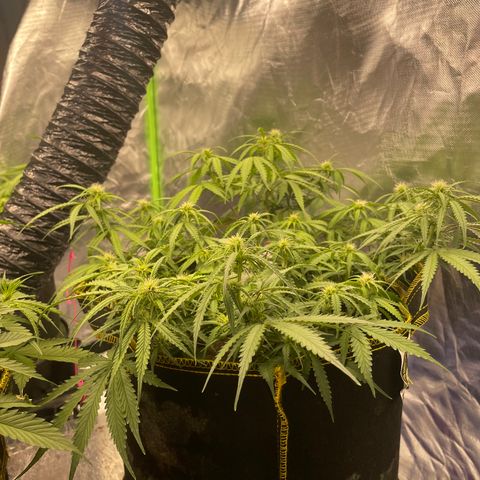 Gelato #1 growlog timeline photo