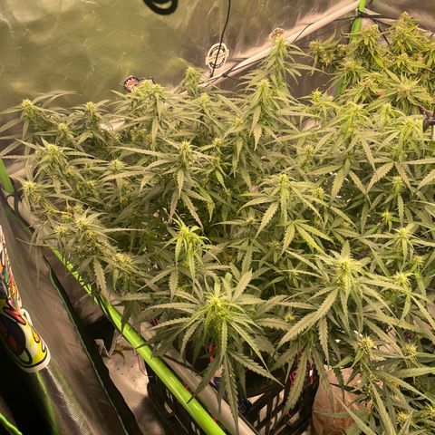Auto Psychedelic growlog timeline photo