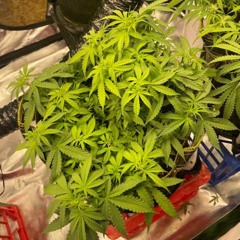 Gelato #2 growlog timeline photo