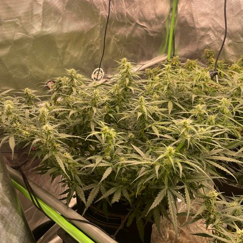 Auto Psychedelic growlog timeline photo