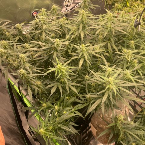 Auto Psychedelic growlog timeline photo