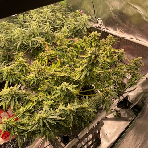 Black Domina  growlog timeline photo