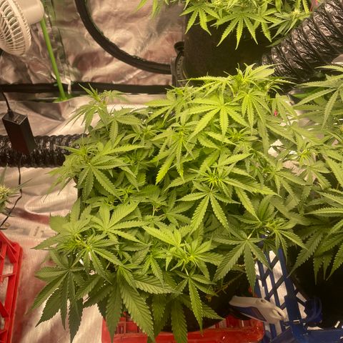 Gelato #2 growlog timeline photo