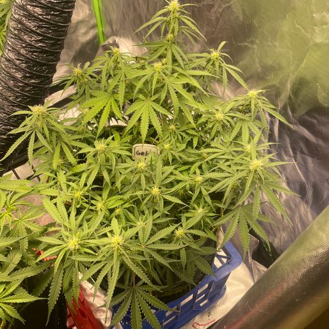 Gelato #1 growlog timeline photo