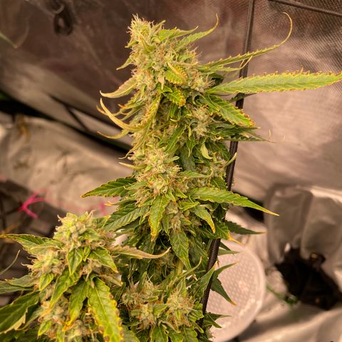 Black Domina  growlog timeline photo