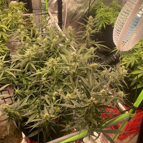  Bruce Banner #1 growlog timeline photo