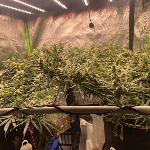  Bruce Banner #1 growlog timeline photo