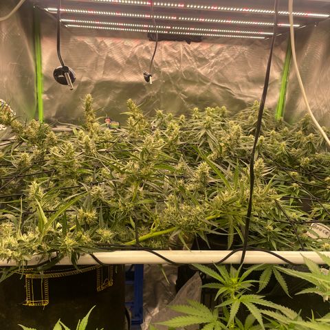  Bruce Banner #1 growlog timeline photo
