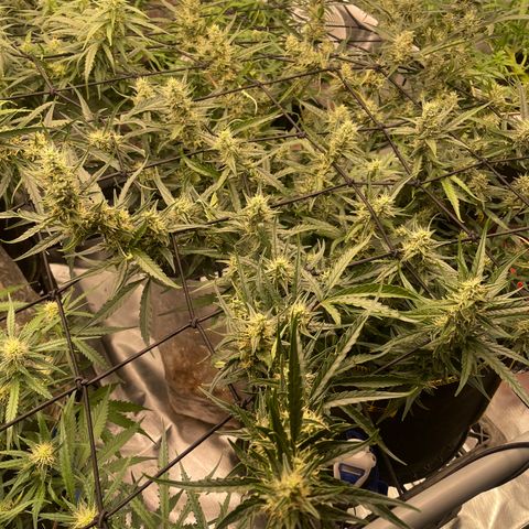  Bruce Banner #1 growlog timeline photo