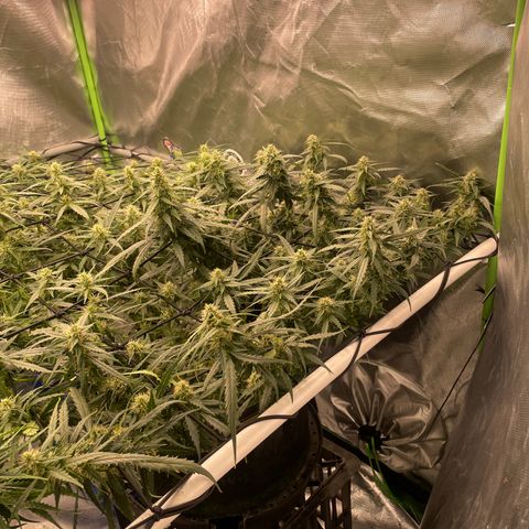 Auto Psychedelic growlog timeline photo