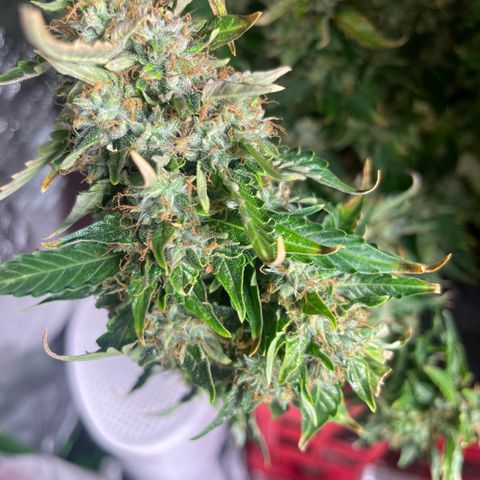 Black Domina  growlog timeline photo