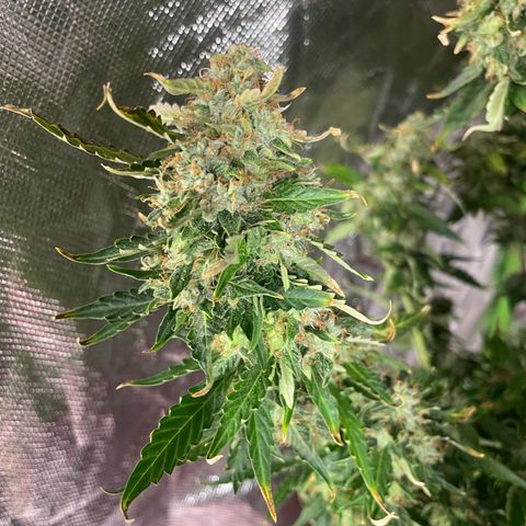 Black Domina  growlog timeline photo