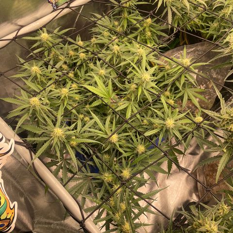 Gelato #1 growlog timeline photo