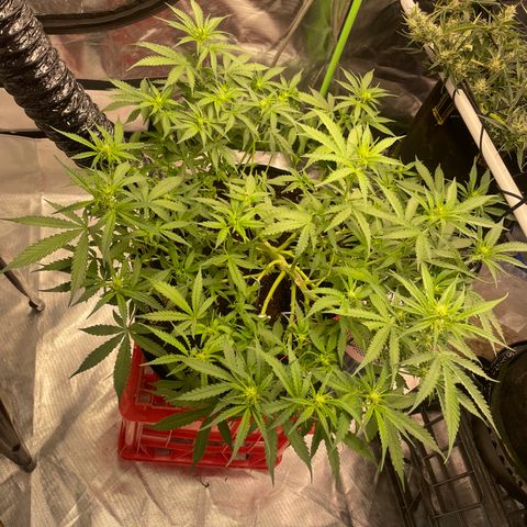 Gelato #2 growlog timeline photo