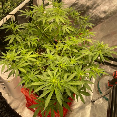 Gelato #2 growlog timeline photo