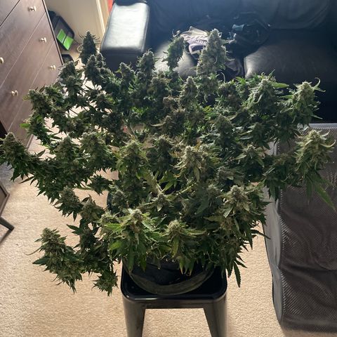 Black Domina  growlog photo:  Harvest day