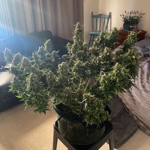 Black Domina  growlog photo:  Harvest day