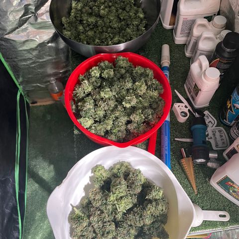 Black Domina  growlog timeline photo