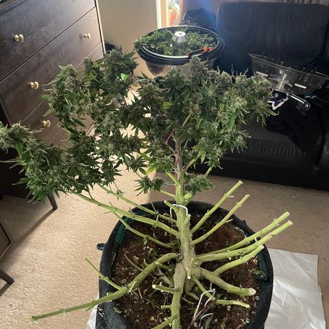 Black Domina  growlog timeline photo
