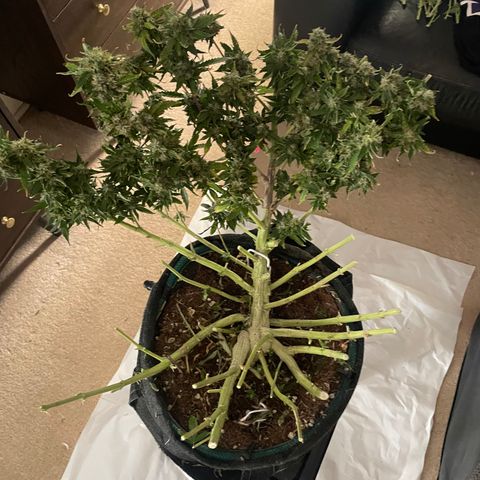 Black Domina  growlog timeline photo